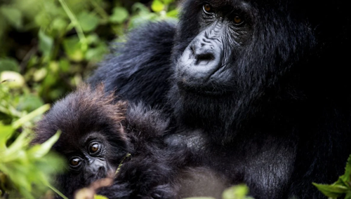 Head out on an unforgettable journey through East Africa's stunning landscapes to encounter the majestic mountain gorillas. Guided by expert trackers, explore the misty mountains and lush forests of Volcanoes National Park, home to these rare giants.

As you search for the gorillas, you will be enthralled by the rich mosaic of the montane ecosystems, which embrace a diverse range of evergreen and bamboo forest, open grassland, swamp and heath.

The park's 200 species of colorful birds and chattering of the rare golden monkey will keep you company as you track the mountain gorilla through the forest. 

Spotting the gorillas may take a few hours or a full day, but the moment you find them, you'll have an hour to observe their fascinating behavior up close. Then, return to camp with cherished memories and new friends, both human and gorilla alike.