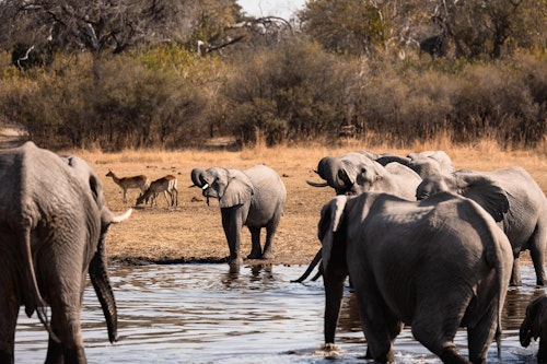 Safaris in the Linyanti unfold in a wild, unfenced landscape, famed for its elephant herds and predators. Morning and afternoon game drives traverse mopane forests, open floodplains, and riverine corridors where lions, wild dogs, and leopards are often seen. 

As a private concession, the Linyanti also allows for night drives, offering the chance to spot lesser-seen nocturnal species. Guided walks bring a more intimate perspective, while seasonal boating and catch-and-release fishing add variety to your safari.