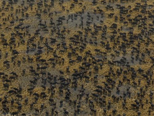 Exploring the Mababe Depression offers a chance to safari in one of the world's last untouched wild areas. Timing of game drives are dictated by the wildlife here with herds of zebra, elephant and buffalo often seen on the plains, as well predators following in their wake, often hunting in broad daylight. 

You might also choose to join a guided nature walk to discover the smaller wonders often missed from a vehicle, or settle into the sunken hide for an afternoon seeing what wildlife might arrive. For a cultural connection, a visit to Mababe Village offers the chance to meet local people, hear stories from elders, learn traditional tracking and basket-weaving, or even share in a friendly soccer match. To truly appreciate the scale of the area you could also take to the skies on a scenic helicopter flight.