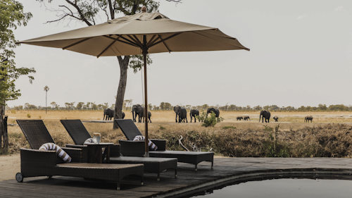 Nestled discreetly beneath a grove of false mopane trees, Wilderness Davison's is located in the private Linkwasha Concession - one of the most prolific wildlife areas in Hwange National Park. Hidden within a treeline, this African safari camp overlooks an open plain and a waterhole that attracts large numbers of animals, especially thirsty herds of elephant and buffalo in the dry season. 

Guests staying in one of Wilderness Davison’s nine tents (including a family room) can enjoy the quintessential Hwange experience, viewing the wildlife on game drives and guided nature walks in this diverse and exciting area. Arranged directly in camp only, and subject to vehicle availability, it may be possible to include a visit to one of the local villages. Subject to availability, guests may have the opportunity to visit and learn more about the Scorpion Anti-Poaching Unit team.

Insider’s Tip: A small upper deck in the main area is the ideal location from which to watch wildlife at the waterhole. 


