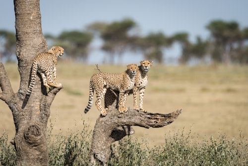 Tanzania: Safari to Coast