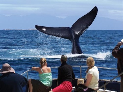 Head to the charming fishing town of Gansbaai to spend some time looking for southern right whales. This renowned whale watching mecca is home to the Marine Big 5 which includes southern right whales, seals, penguins, dolphins and great white sharks. 

After a quick briefing you will board the boat for your nautical safari. You'll visit 'Shark Alley', Geyser Rock and Dyer Island and learn a variety of species and conservation efforts from experts on board.