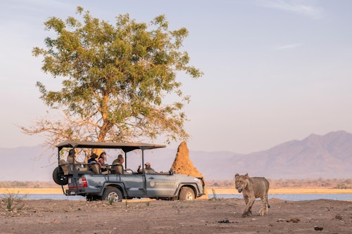 On your Mana Pools safari you will typically enjoy twice-daily game drives in open 4x4 vehicles. The park’s relative remoteness and Wilderness' location in private safari concessions mean sightings are unhurried, perfect for photography or simply observing nature unfold. 

Guided walking safaris are a highlight at Mana Pools, allowing you to track animals on foot through the forest and along the river, guided by skilled locals who interpret animal signs, tracks, and behaviours. The Zambezi River also offers seasonal boating and canoeing excursions, where you can enjoy the park's abundant birdlife, or try your hand at catch-and-release fishing.