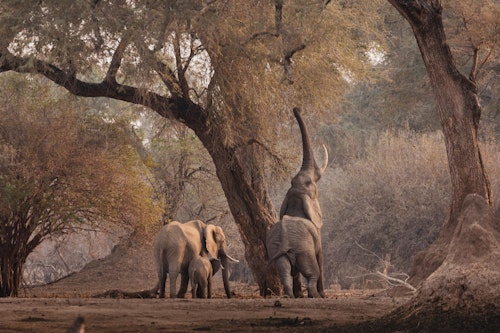 Explore Zimbabwe, Victoria Falls and the Okavango Delta