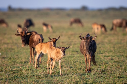 The Serengeti Calving Season