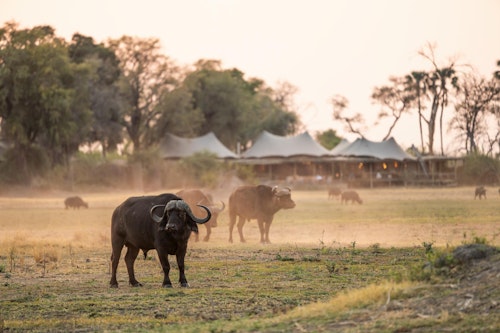 Wilderness Mombo, on Mombo Island just off the northern tip of Chief’s Island, is built under large shady trees and overlooks a wonderful floodplain teeming with wildlife. 

Accommodation comprises eight spacious suites raised off the ground, all built to maximize the vistas over the plains. Each tent is elegantly furnished, complete with en-suite bathroom, a dressing area, indoor and outdoor showers; as well as a bathtub that creates a sense of indulgence. The expanded deck includes a sala and plunge pool.

A large living and dining area looks out over that same view, while Wilderness Mombo’s famous traditional dinners are hosted in the nearby boma. Wilderness Mombo shares a Safari Boutique, spa, gym and lap pool with Wilderness Little Mombo. Large concentrations of plains game often occur in front of camp, and you may see a variety of animals without even leaving the veranda.

Insider’s Tip: Arguably the best big game viewing in all of Africa with a bountiful hunting ground for large prides of lions and leopards.
