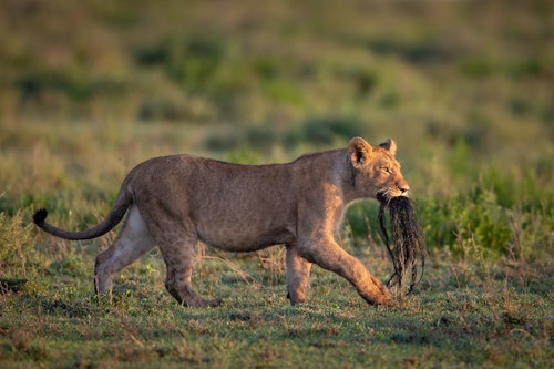 Your stay will be based at one or more of our many Usawa sites, which shift position every few weeks in response to the herds. Mornings and afternoons in the Serengeti can be spent on classic game drives across the plains, but the beauty of Usawa is that it also offers the choice to explore on foot. 

Walking safaris immerse you in the finer details of a safari: animal tracks, bird calls, and medicinal plants, and bring a different perspective to the Serengeti’s vastness. With over 500 bird species recorded, the skies are also as rewarding as the wildlife below. 

As dusk settles, return to camp for unhurried evenings around the fire. Here, stargazing takes centre stage: with no light pollution, the Milky Way blazes across the African sky, a reminder of your place in this timeless wilderness.