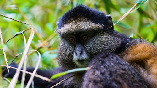 Set out on a once-in-a-lifetime adventure into the highland bamboo forest to track the endangered golden monkeys. Start your day with an early breakfast before heading to Volcanoes National Park for a safety briefing. 

Feel the excitement build as you venture into the forest, keeping your eyes peeled for the infamous flashes of gold zipping through the trees above you. These social creatures live in groups of up to 30, navigating the foliage with incredible agility. The trek, lasting two to four hours, culminates in a magical hour spent observing the monkeys up close. Watch in awe as they frolic, feed on bamboo leaves, and carry their young, seemingly oblivious to your presence. 

After this unforgettable encounter, trek back to base where your driver/guide will be ready to whisk you back to your lodge or next adventure. Perfect for primate lovers, this trek is also an ideal precursor to mountain gorilla trekking, helping you acclimate to the altitude and terrain.