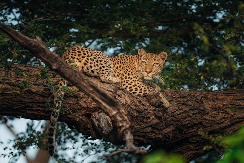 Bucket List Botswana