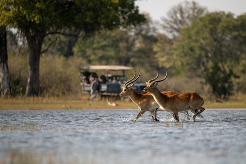 All Wilderness camps in the Okavango Delta offer twice daily game drives. Set out at first light, when predators are still active, in open 4x4 vehicles across plains, grasslands, and mopane woodland in search of wildlife. Skilled guides and trackers look for fresh paw prints, listen to alarm calls search for encounters with elephants, lions, leopards, wild dogs, and the many antelope species that thrive here. 

After a mid-morning coffee stop in the bush, drives usually return to camp for a leisurely breakfast or brunch. Afternoons bring another game drive, often timed with the cooler hours of the day, when animals emerge to graze and hunt. With only a handful of vehicles allowed in vast private concessions, sightings feel personal and unhurried, allowing plenty of time for photography or simply watching nature unfold.