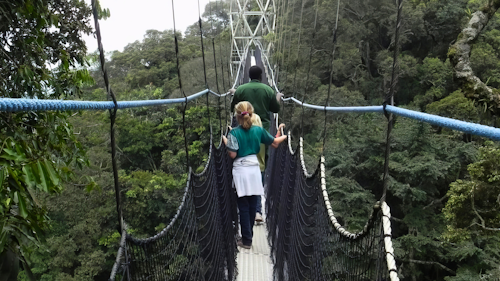 Soar above the lush montane rainforest of Nyungwe National Park on the thrilling Nyungwe Canopy Walk. This 160-metre-long, 70-metre-high suspension bridge offers an unparalleled bird's-eye view of the forest's vibrant treetops.

Voted the Best Canopy Walkway globally by Lonely Planet in 2019, this adventure showcases Nyungwe's remarkable biodiversity, including 13 primate species, and a dazzling array of birds and butterflies.

Accessible via guided tours along the Igishigishigi Trail or while hiking the Imbaraga or Umuyove Trails, this sky-high safari is rich with wildlife encounters. Embark on an early morning walk for the best chance to witness the forest's most active inhabitants.

Experience the magic and wonder of Nyungwe National Park from a breathtaking perspective, leaving you with unforgettable memories of your adventure through the treetops.