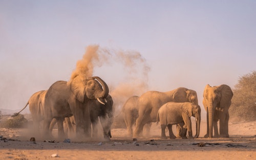 Wilderness Hoanib Skeleton Coast Camp reveals one of Namibia’s most dramatic and remote wildernesses. Days begin with game drives across stark valleys and dry riverbeds, where desert-adapted lion and elephant can occassionally be seen as well as giraffe, oryx, springbok, and Hartmann’s mountain zebra. 

The camp’s private concession also allows for night drives, when the desert’s elusive nocturnal creatures sometimes emerge including porcupines, aardwolves, and bat-eared foxes. Guided walks bring you closer to the fine details of the desert including tracks written in the sand, ingenious plants, and the smaller creatures that miraculously survive here. 

For those staying three nights or more, a highlight is the full-day excursion to the wild Skeleton Coast, where towering dunes, windswept beaches, and the rusting remains of shipwrecks tell the story of nature’s raw power.