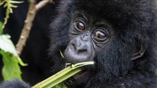 Head out on an unforgettable journey through East Africa's stunning landscapes to encounter the majestic mountain gorillas. Guided by expert trackers, explore the misty mountains and lush forests of Volcanoes National Park, home to these rare giants.

As you search for the gorillas, you will be enthralled by the rich mosaic of the montane ecosystems, which embrace a diverse range of evergreen and bamboo forest, open grassland, swamp and heath.

The park's 200 species of colorful birds and chattering of the rare golden monkey will keep you company as you track the mountain gorilla through the forest. 

Spotting the gorillas may take a few hours or a full day, but the moment you find them, you'll have an hour to observe their fascinating behavior up close. Then, return to camp with cherished memories and new friends, both human and gorilla alike.