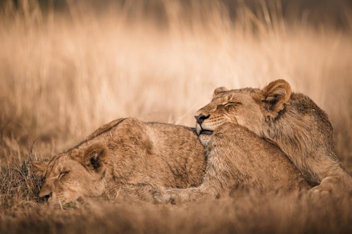 Safaris in the Linyanti unfold in a wild, unfenced landscape, famed for its elephant herds and predators. Morning and afternoon game drives traverse mopane forests, open floodplains, and riverine corridors where lions, wild dogs, and leopards are often seen. 

As a private concession, the Linyanti also allows for night drives, offering the chance to spot lesser-seen nocturnal species. Guided walks bring a more intimate perspective, while seasonal boating and catch-and-release fishing add variety to your safari.