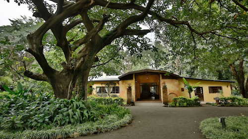 Rivertrees is perfectly positioned just outside Arusha to showcase the views of majestic Mount Kilimanjaro. Set on an old coffee plantation converted to a country estate, this lodge is the epitome of old-world charm.  The main areas are set under a canopy of trees, while rustic guest cottages and houses are built along the river, each with its own character, complemented by bespoke pieces such as wooden chests and elegant four-poster beds. Only the freshest garden produce is used to create Rivertrees’ gourmet country cuisine – there’s also a wood-burning oven for delicious pizzas, which you can enjoy at the swimming pool. Later, enjoy a candle-lit dinner by the fireplace or beneath the stars. Your stay allows you to explore Arusha National Park, Mount Meru and Lake Duluti during your stay, or simply rest before your onward journey.

INSIDER’S TIP: As this is a former coffee farm, you simply must enjoy a fresh brew – the region’s coffee is some of the best!
