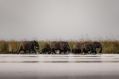Sitting north of the Okavango, the land based safaris of the Linyanti are on a par with its more famous neighbour. Lagoons and steadily flowing rivers with riverine forests of jackalberry and sausage trees lead to open grasslands and dry inland wooded areas which are regarded as prime big game viewing areas. Thanks to the area’s remoteness, it offers fantastic game viewing in both the wet and dry seasons, and the bird-watching opportunities are exceptional.

The area is home to some of Botswana's most exclusive lodges and camps. Due to the fact that the reserve is private, there are no limitations to the activities on offer as in the National Park, so it is possible to do game drives at day and at night, as well as walking safaris, boating, fishing and sleepouts in the reserve’s various hides.
