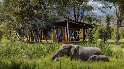Wilderness' first camp located in the Masai Mara National Reserve's Mara Triangle, this luxury Kenyan offering promises a uniquely exclusive safari experience, thanks to the Triangle's low visitor density and strict conservation management by the Mara Conservancy.
 
Guests enjoy exceptional wildlife viewing, including the Big Five and dramatic scenes from the Great Migration at key Mara River crossing points, all within a pristine and scenic landscape of open plains, escarpments, and riverine forests. The area’s limited vehicle numbers reduce pressure on wildlife, allowing for more authentic, unhurried sightings. 
 
Overall, the Mara Triangle combines seclusion, abundant wildlife, and responsible tourism in one of Africa’s most breathtaking settings.
 
INSIDER'S TIP: Wilderness Mara is the only camp that allows guests across to both sides of the Mara River, opening up more space, more wildlife, and fewer crowds.