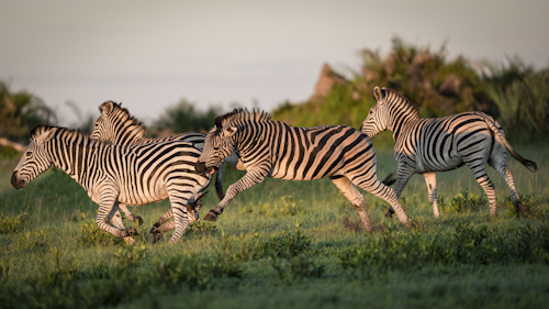 The Ultimate Romantic Safari
