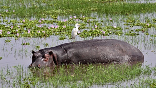 Every day at Akagera National Park offers a chance to explore some of East Africa's most breathtaking landscapes, from expansive savannahs and lush woodlands to tranquil lakes and grassy mountains. 

Encounter Africa's wildlife up close, including the big five, high hippo densities and impressive crocodiles. You may choose to embark on twice daily game drives through Akagera's diverse terrain, keeping a keen eye out for majestic lions and cantankerous black rhinos which thrive in this exclusive-use area. As the sun sets, embark on night drives to witness the park's nocturnal wonders come to life. 

For a more intimate experience, join guided walking safaris and uncover the hidden treasures of Akagera, or glide across the serene lake on a boating safaris, keeping an eye out for elephants or even a unique fishing leopard.
