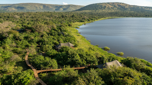 Wilderness Magashi is situated in the productive and phenomenally diverse north-eastern corner of Akagera National Park, overlooking scenic Lake Rwanyakazinga. Akagera comprises some of the most scenic savannah in East Africa – open plains, woodlands, lakes, swamp and grassy low mountains – and is home to one of Africa’s highest hippo densities, large crocodiles, as well as the rare sitatunga and boasting an impressive 520 species of birds. Teeming with plains game, Akagera now also boasts a healthy population of lion which were introduced by African Parks in 2015 after a 20-year absence; black rhino were reintroduced in 2017, and white rhino in 2021. Wilderness Magashi – the only exclusive-use area in Akagera – also harbours a good density of leopard.  

Insider's Tip: Our core Purpose in Akagera is to help conserve Rwanda’s last protected savannah ecosystem, and species like black rhino and the rare and elusive shoebill; furthermore, our presence here will contribute towards enabling it to become economically self-sufficient for the first time.