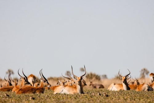 The Okavango Delta is rightly known as one of the premier wildlife habitats in the world, home to an enormous density and diversity of wildlife. There’s something quite magical about the Delta, with its amazing sunsets, the sound of the frogs at night, and the elephants wading through the reeds, all combining to make an unforgettable stay.

Time spent here is a unique opportunity for both water-based safaris by mokoro and boat and land-based big game drives taking place in the mornings and evenings. Your expert guide will be able to answer any questions you may have regarding the environment and wildlife as you are privately driven across the Delta. Depending on which lodge you choose to stay at there will be a number of different activities that you can choose from to immerse yourself in this incredibly diverse, natural environment.
