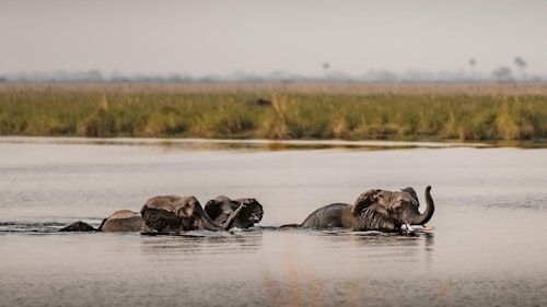 Safaris in the Linyanti unfold in a wild, unfenced landscape, famed for its elephant herds and predators. Morning and afternoon game drives traverse mopane forests, open floodplains, and riverine corridors where lions, wild dogs, and leopards are often seen. 

As a private concession, the Linyanti also allows for night drives, offering the chance to spot lesser-seen nocturnal species. Guided walks bring a more intimate perspective, while seasonal boating and catch-and-release fishing add variety to your safari.