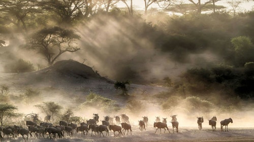 Experience of Serengeti National Park on this 1-4 hour guided walking safari, where every step immerses you in the sights, sounds, and textures of Tanzania. This intimate experience offers a unique perspective, connecting you with the land and its vibrant ecosystem in a way no vehicle can.

Traverse diverse landscapes, from acacia woodlands and rocky kopjes to sweeping plains alive with resident wildlife. Witness the awe of the Great Migration on foot, as herds of wildebeest attract predators and other wildlife, creating unforgettable encounters.

Led by expert guides, your walk combines safety with discovery, revealing the intricate details of Serengeti's flora and fauna. Feel the profound connection to this ancient land as you follow in the footsteps of our ancestors. Each moment is a reminder of the Serengeti's enduring magic; a must-do adventure for nature enthusiasts.